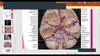 BLOOD SUPPLY OF BRAINARTERIAL CIRCLE OF WILLISCOURSE OF ANTERIOR AND MIDDLE CEREBRAL ARTERIES [upl. by Donatelli579]