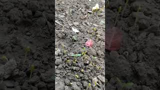 Seed Germination Processing For🌱Plants shorts shortvideo seeds 4k germination plants process [upl. by Joana697]