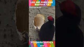 This is how Woodpecker is making nest trending shortvideo shorts [upl. by Watters]