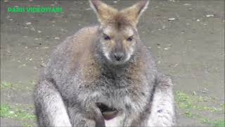 Wallaby de Bennett  petit Kangourou  small kangaroo   Paris Zoo Jardin des plantes 12 avril 2021 [upl. by Laira]