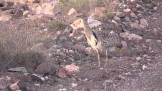 Kragentrappen auf Fuerteventura Kurzversion Outarde Houbara Bustards [upl. by Nolyaw]