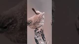 Winter wren bird singing at is best melodious winter wren birdsoundsbirds singingbirds [upl. by Hillari318]