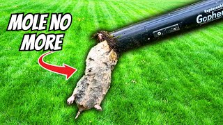 The BEST Way to Get Rid of a Mole in Your Yard 3 EASY Steps [upl. by Sylvia154]