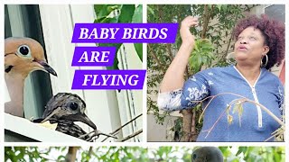 ITS TIME FOR THE BIRD FAMILY TO LEAVE BABIES ARE FLYING [upl. by Alehs]