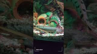 Polypterus Delhezi royal tiger quot feed pellet 22 mm sinking [upl. by Aennil]