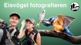 Eisvögel fotografieren  Tipps amp Tricks für dein Erfolgserlebnis mit dem fliegenden Edelstein [upl. by Starlin624]