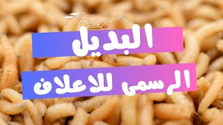 تعالو نشوف البديل الصحيح الاعلاف للفراخ البلدى 💯☑️  بالاشتراك مع خالى  الجزء الاول [upl. by Samantha362]