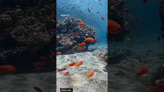 Anthias🍥 youtubeshort youtuber facts trendingshorts pets marinelife marinecreatures marine [upl. by Reginnej]