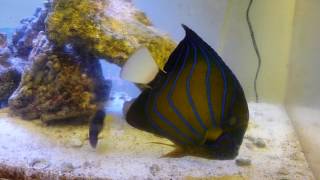 Pomacanthus Annularis Blue Ring Angelfish in the EBS Marinelab 180 gallon tank [upl. by Rawde]