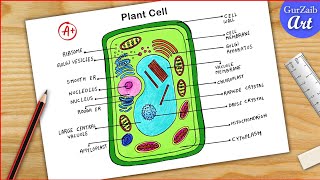 Plant Cell Diagram drawing CBSE  easy way  Labeled Science projects  for beginners [upl. by Geiss]