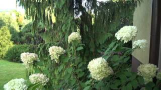 Hortensja bukietowa Limelight  Hydrangea panniculata [upl. by Dnalevets460]