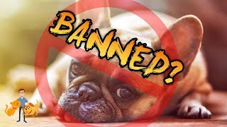 Should Flat Faced Dogs Be Banned [upl. by Nnyleimaj]