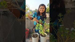 সারাবছর ফুল দেয় বলে কে সদা বাহার বলে ☺️ gardening prakriti pari minivolg 141 [upl. by Malynda]