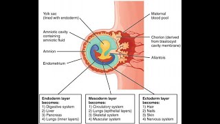 Dr Chikly’s Paradigm Shifts in Embryology PSE  A Clinical and Embodied Embryology Course [upl. by Thoma727]