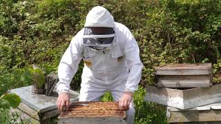 Honey sampling protocol for the National Honey Monitoring Scheme [upl. by Daisy770]