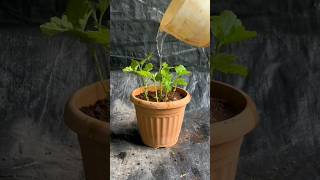 Winter flowering plants  Shevanti plant from cutting at home grow plants shortvideo propogate [upl. by Jade]