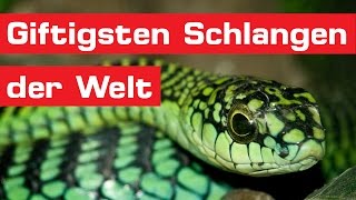 Die 15 giftigsten Schlangen der Welt [upl. by Leviram]