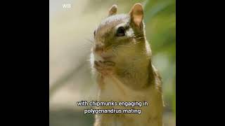 Discover the Yellow Pine Chipmunk Natures Tiny Marvel [upl. by Landing]