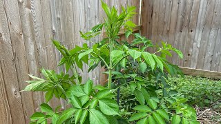 Growing Elderberry [upl. by Noiro]