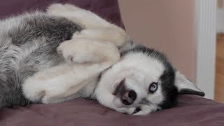 The Adorable Mishka the Talking Husky [upl. by Vedi]