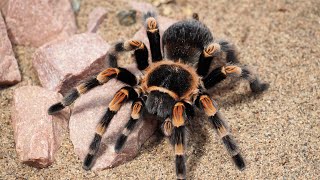 Hogyan tartsam  Brachypelma hamorii [upl. by Nnagem222]