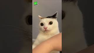 this cat had an existential crisis pets pet [upl. by Anyala]