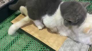 Cat in heat 😻  Munchkin Mate  Cat breeding 😺 [upl. by Vaules]