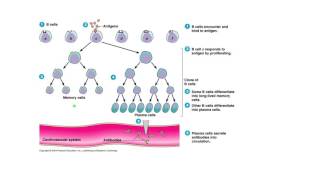 Clonal Selection and Activation of B Cells Tiny Teach [upl. by Einad]