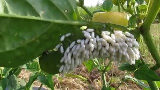 LAGARTA Manduca sexta PARASITADA POR VESPA Cotesia congregata [upl. by Aztilem]