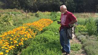 How to Harvest Skullcap with Michael Pilarski quotSkeeterquot [upl. by Orin]