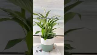 Peace Lily Care tips 🪴🍃 shorts plants peacelily indoorplants [upl. by Stephenson7]