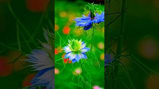 This isNigella damascena flower also known as LoveinaMist or Devil in the Bushnigella flowers [upl. by Oirasan]