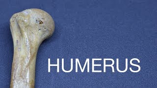 HUMERUS  GENERAL FEATURES amp ATTACHMENTS [upl. by Curr]