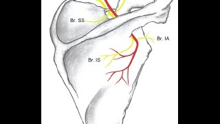 How to do Fluoroscopic Guided Suprascapular Nerve Block [upl. by Nomled12]