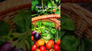 Organic farming terracegardening monsoon vegetables ytshorts viralshorthealthy trendingsong [upl. by Drallim]