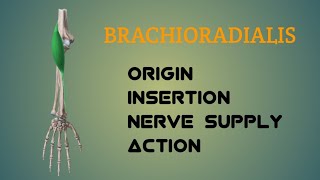 Brachioradialis Muscle  Origin  Insertion  Nerve Supply  Action  by Physiotrav [upl. by Crane543]