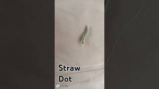 Straw DotLarvae of butterfly or moth httpswwwyoutubecomchannelUCdUZ9zKeBkP8oH7ioqpKCeg [upl. by Chanda405]