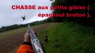 chasse aux petits gibier épagneul breton [upl. by Manara]