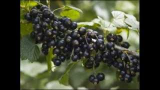 New Zealand Blackcurrant  Cassis Berry [upl. by Enilekaj175]