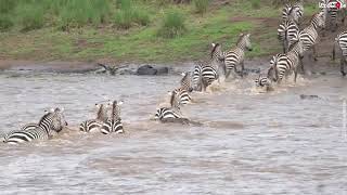 The Great Migration Of Wildebeests And Zebras Crossing Masai Mara River Kenya [upl. by Enerahs307]