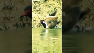 tatiri bird enjoy bath in water  red wattled lapwing birds [upl. by Heymann623]