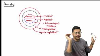 MBBS 1st Year General Embryology 38th Week of Devlopment Placenta [upl. by Myke]