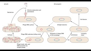 Bacteriophage Replication  Lytic Cycle and Lysogenic Cycle [upl. by Annaik806]