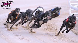 Greyhounds Racing Run the Track Twice Unexpected Race Finish [upl. by Zrike]