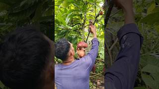 💚 harvest Cocoa in my little farm 💚 buhaymagsasaka farming [upl. by Ettigdirb127]