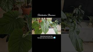 Philodendron plowmanii 💚 philodendronplowmanii aroids philodendron [upl. by Cleve]