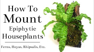 DIY PLANT MOUNTS  How To Mount Ferns Hoyas Etc [upl. by Noyart]