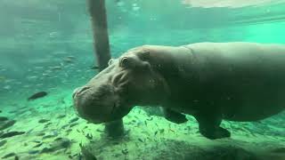 Hippopotamus  Busch Gardens Tampa Florida Amusement Park animals buschgardens buschgardenstampa [upl. by Anoyek379]