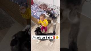 Don’t leave your kid with Dogs 🚨😤 shorts dog husky trendingsongs [upl. by Manno]