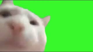 Cat Vibing Green Screen 1 hour [upl. by Effie]